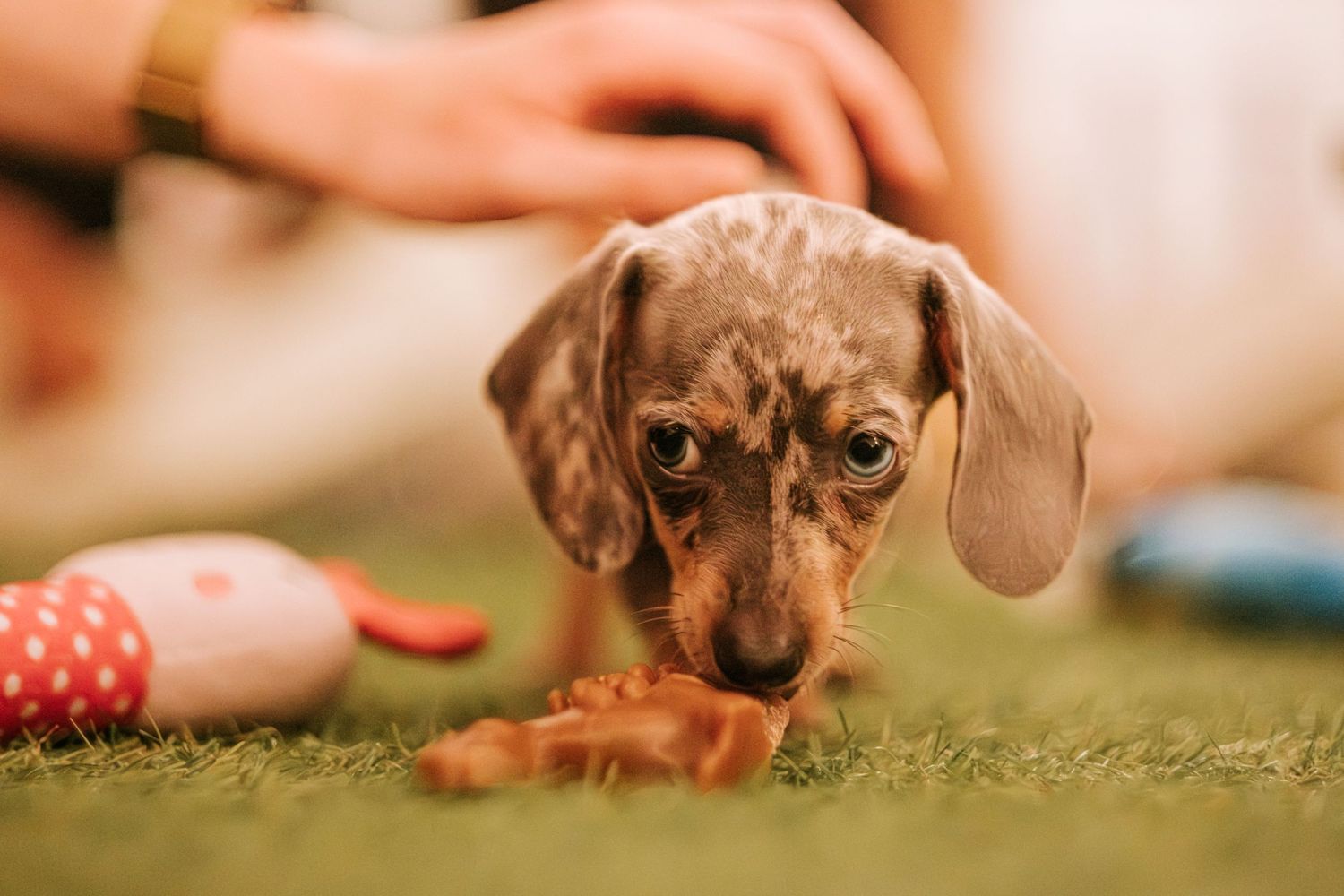 Adorable dachshund puppy sniffing treat on carpet during playtime.
