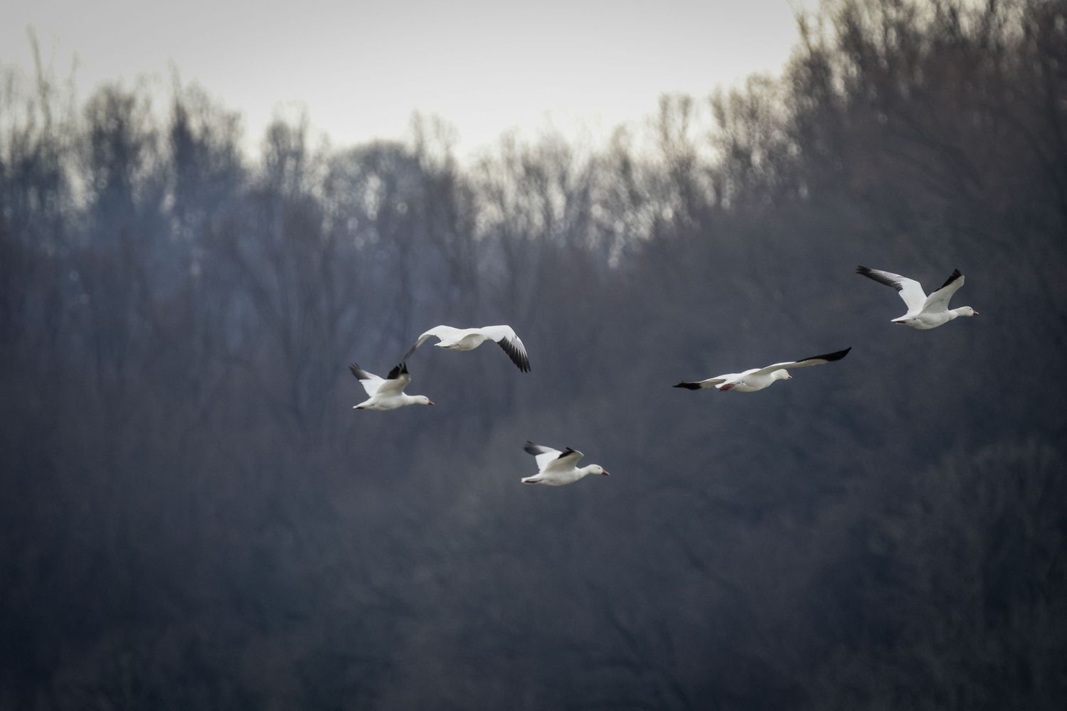 A flock of white swans flying in formation against a misty forest backdrop during twilight.