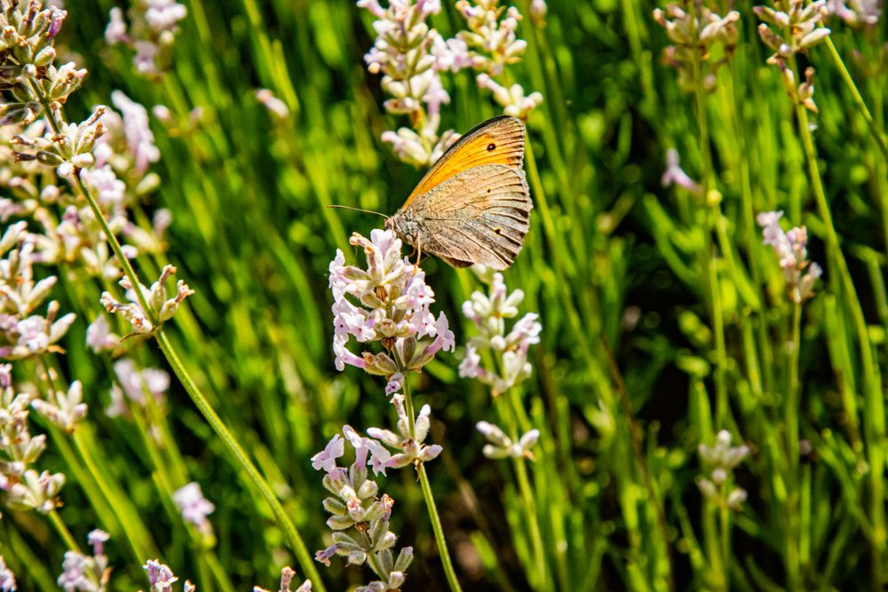 Orange butterfly perched delicately on white lavender flowers against green foliage.