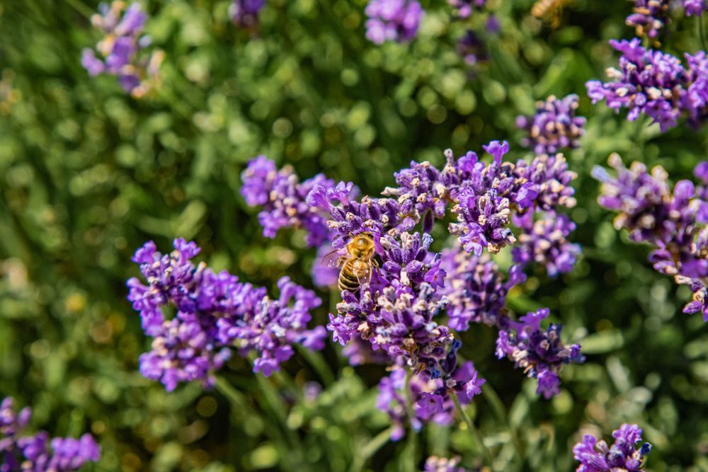 Close-up of a bee gathering nectar from purple lavender blossoms.