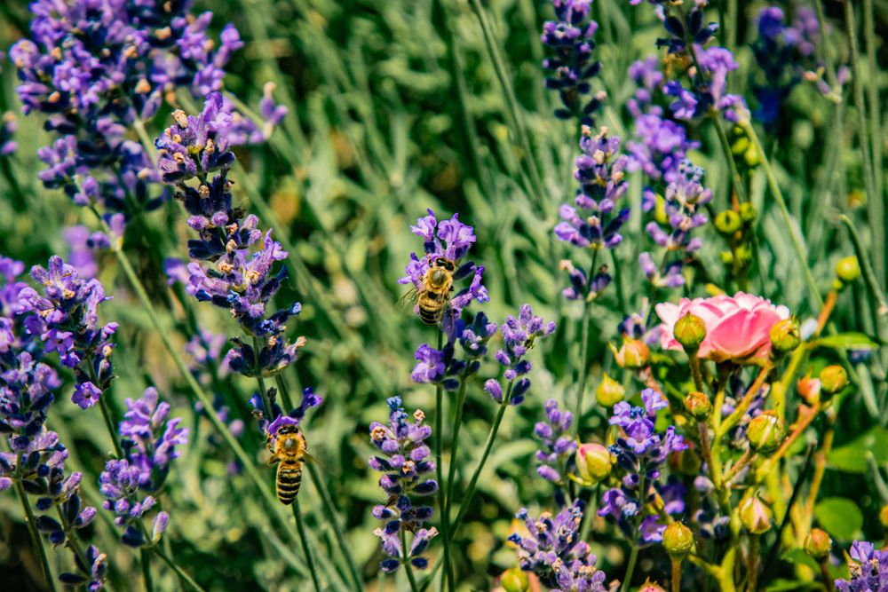 Purple lavender and yellow flowers bloom in a lush garden with busy bees.