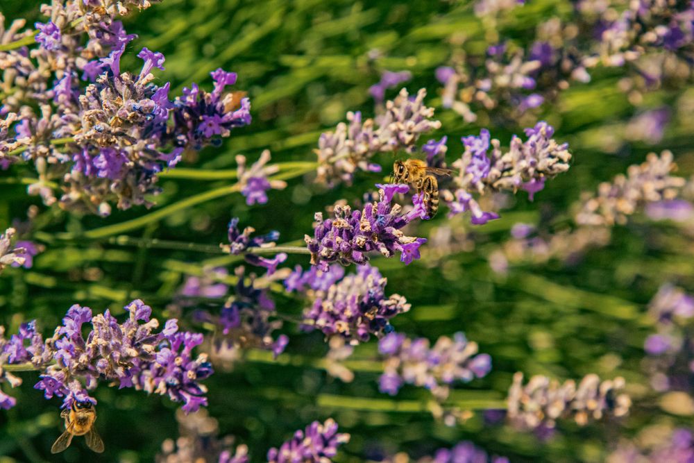 Bees pollinating vibrant purple lavender flowers in a sunny garden.