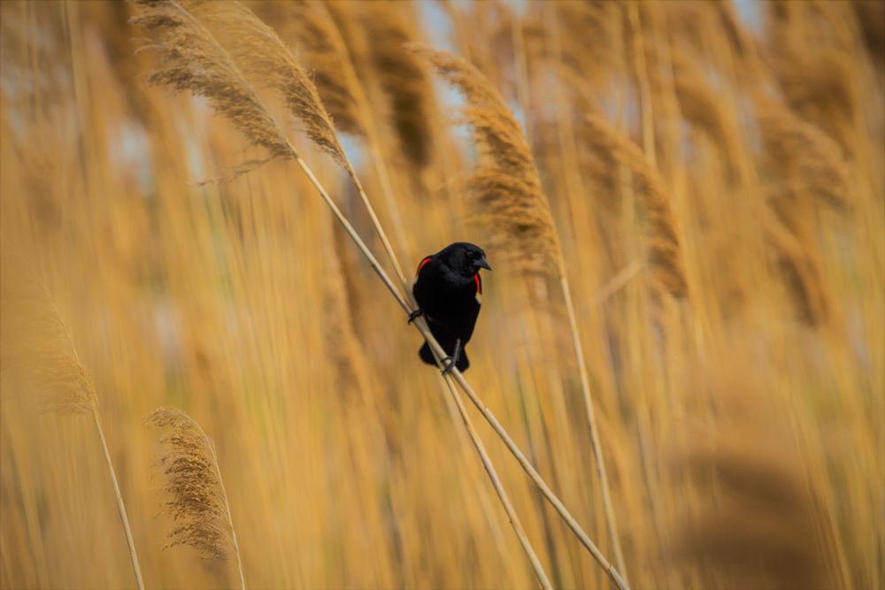 Silhouette of a blackbird perched on golden reeds during sunset.