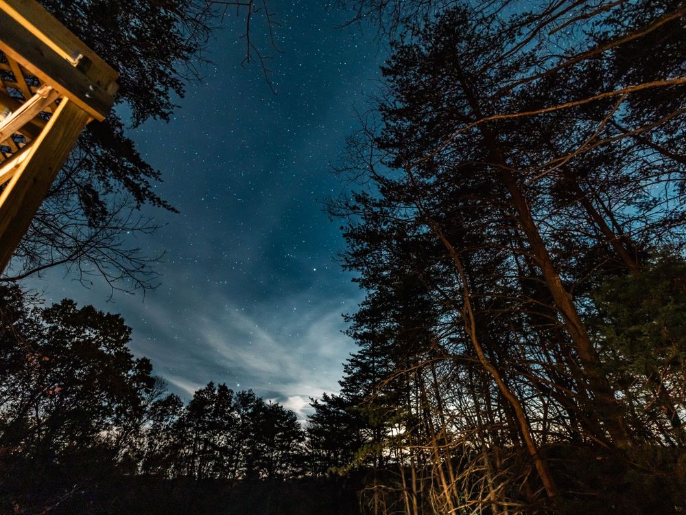 Evening sky view through tall pine trees with soft moonlight illuminating the forest canopy against a dark blue backdrop.