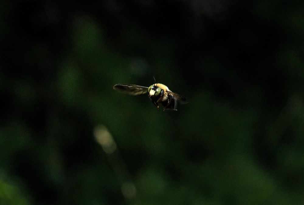 Honey bee in flight against a dark green blurred background.