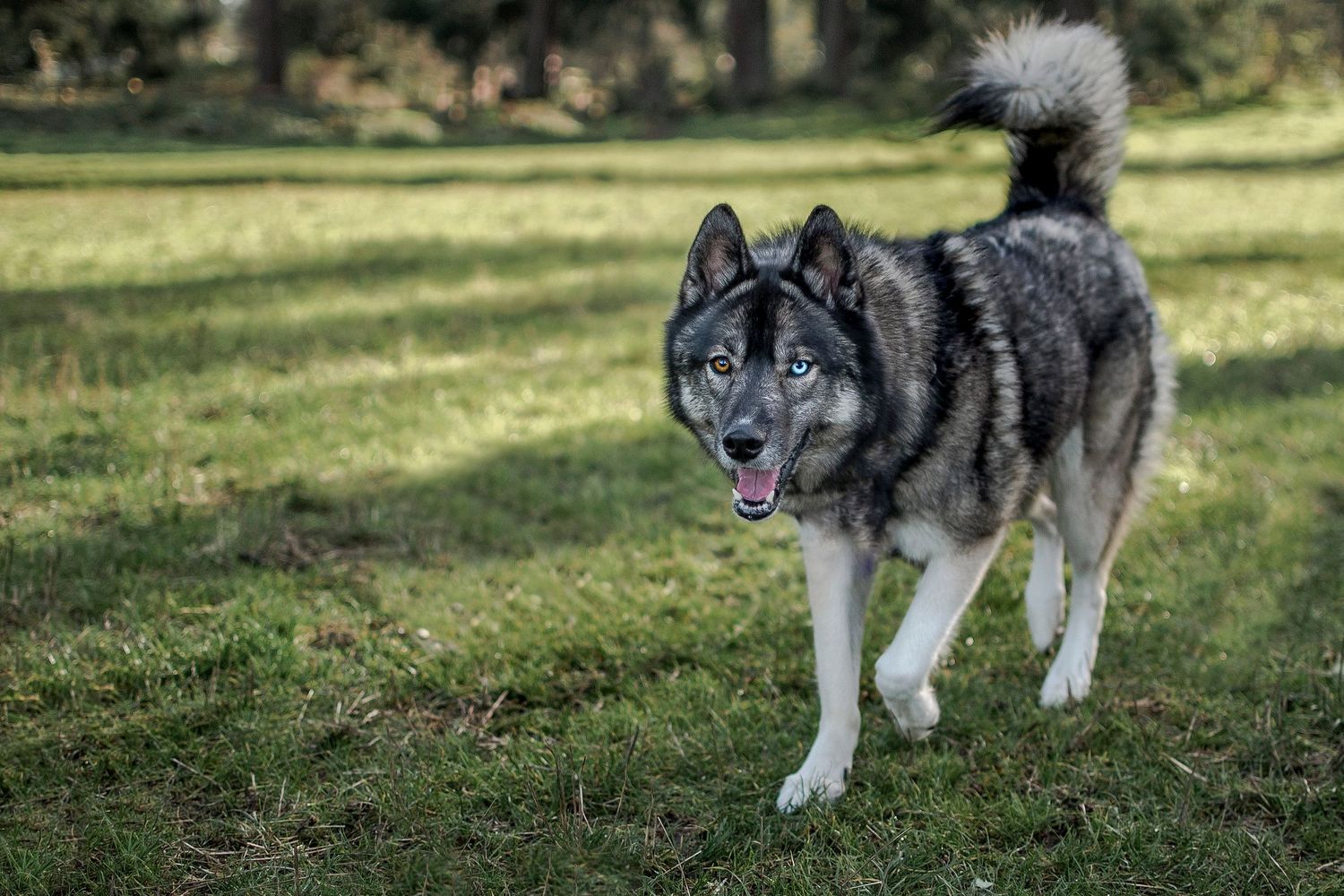 Agouti husky playing during photo session at Fort Steilacoom Park