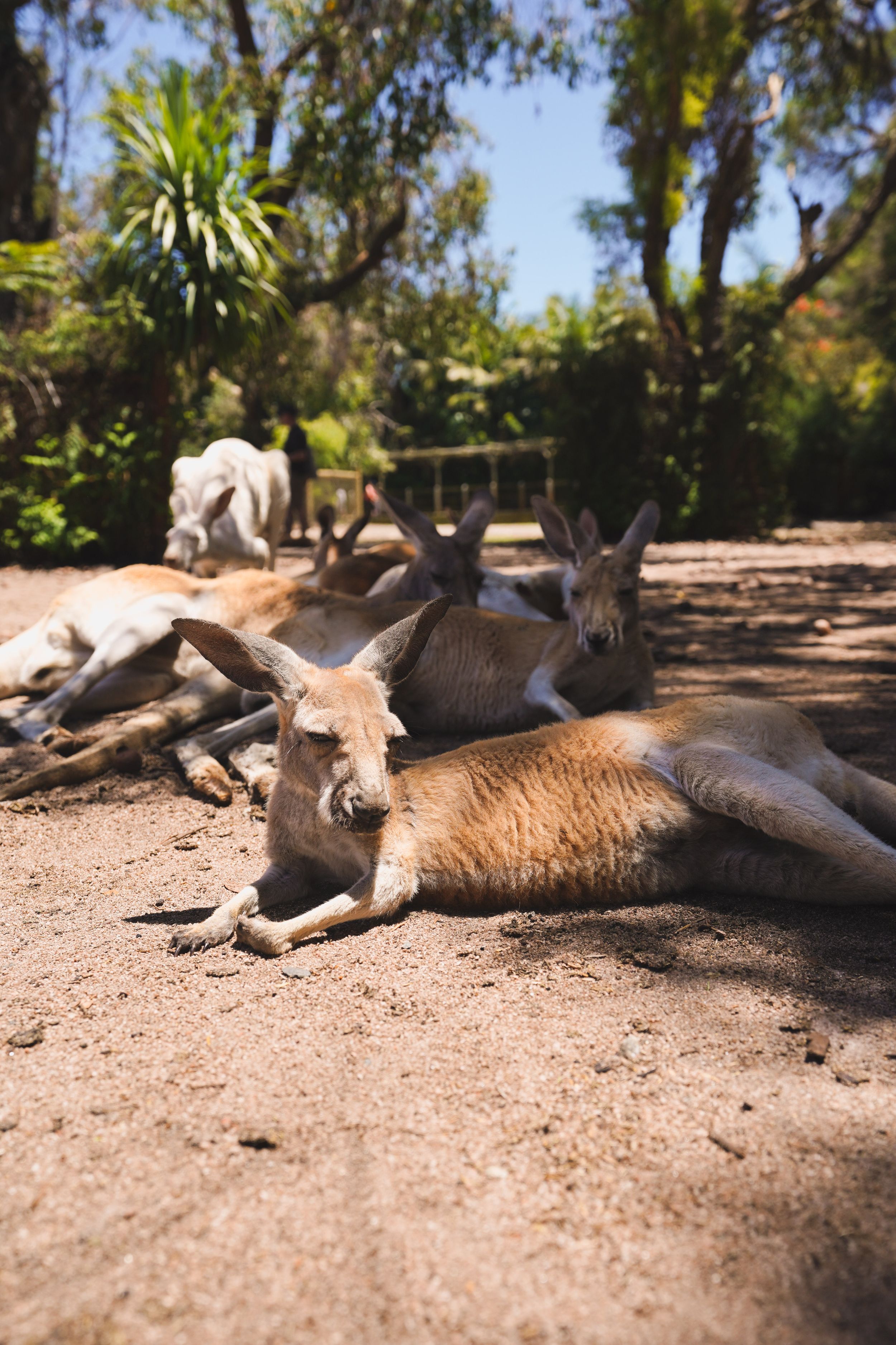 Western Australia Trip Perth Zoo