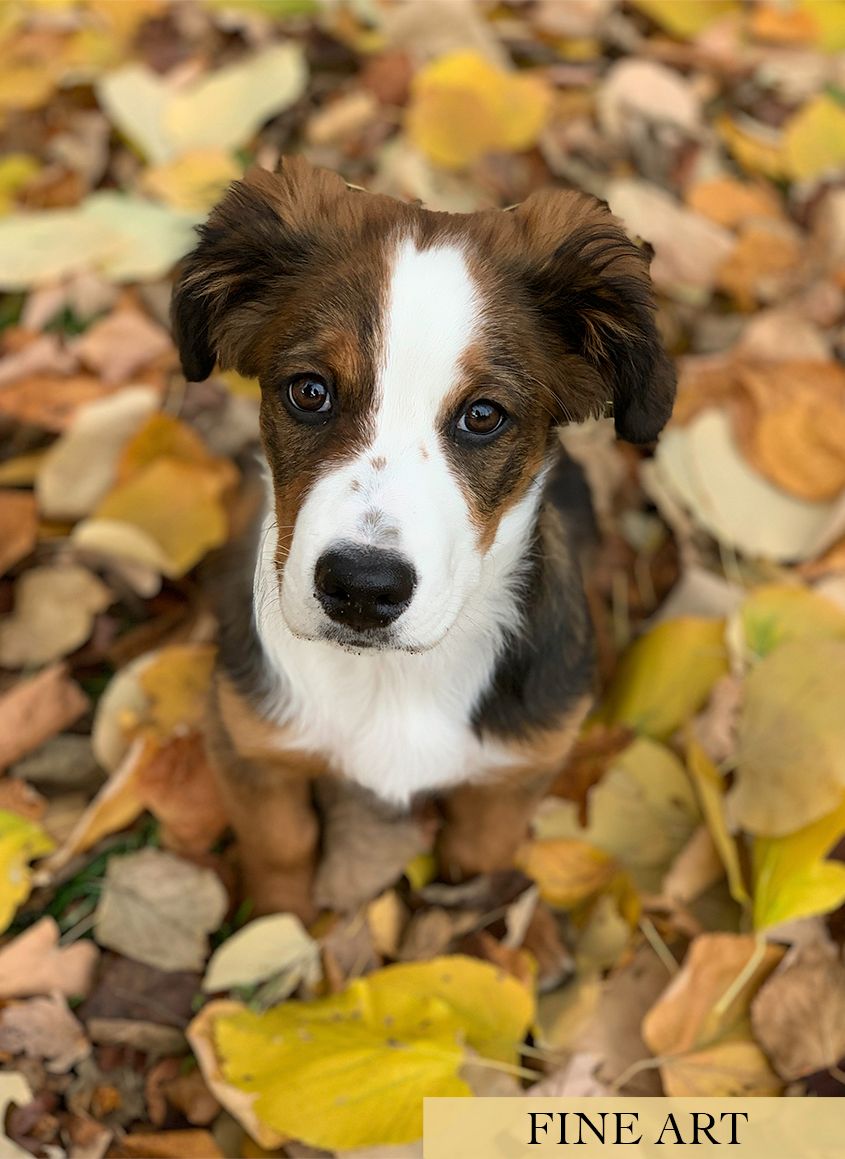Shepherd Puppy in Autumn Leaves by Zurich Photographer Leslie Argote