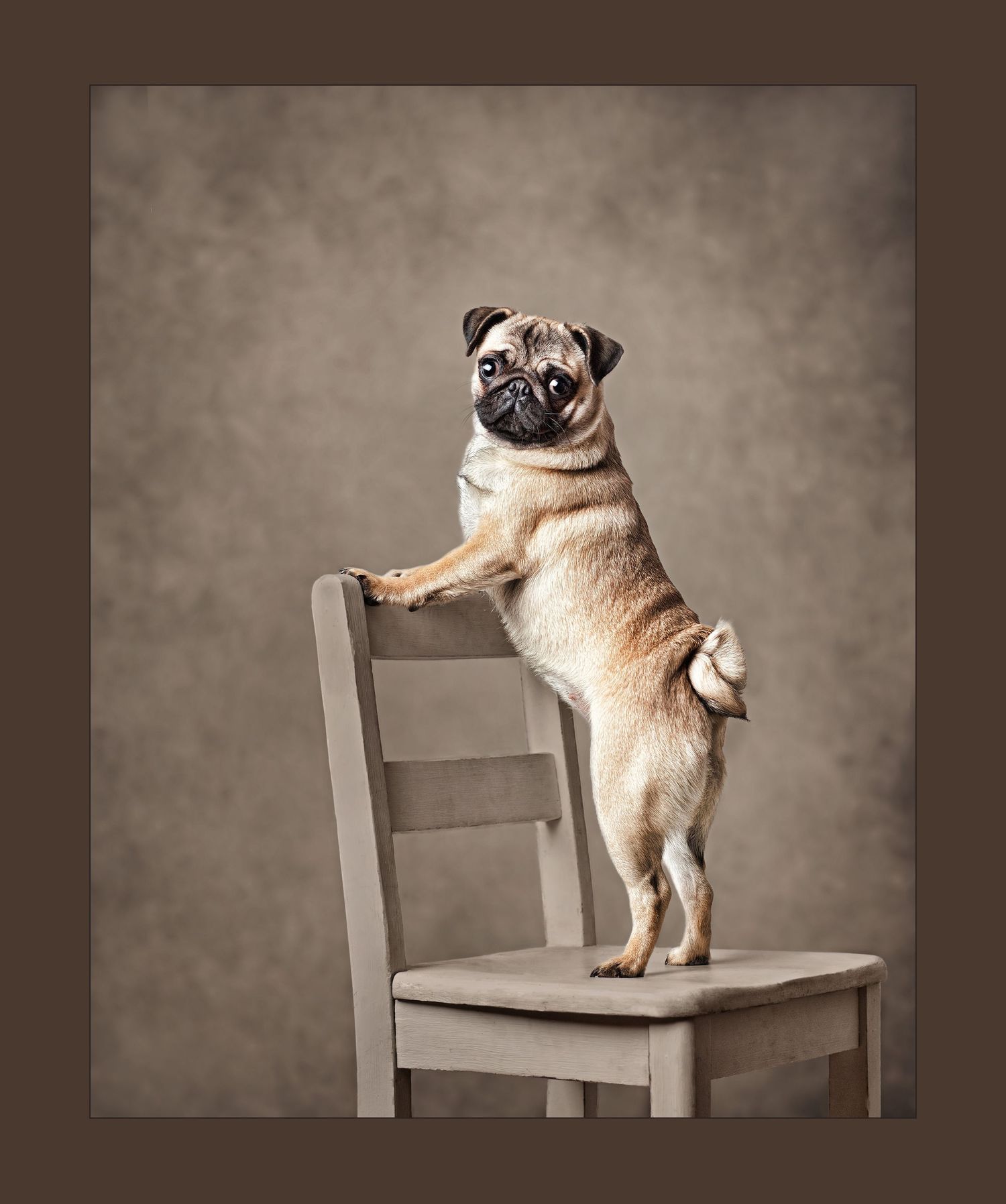 Is This Too Much Curl - Pug Image 2015 PPA Merit Image Jenny Froh Photography