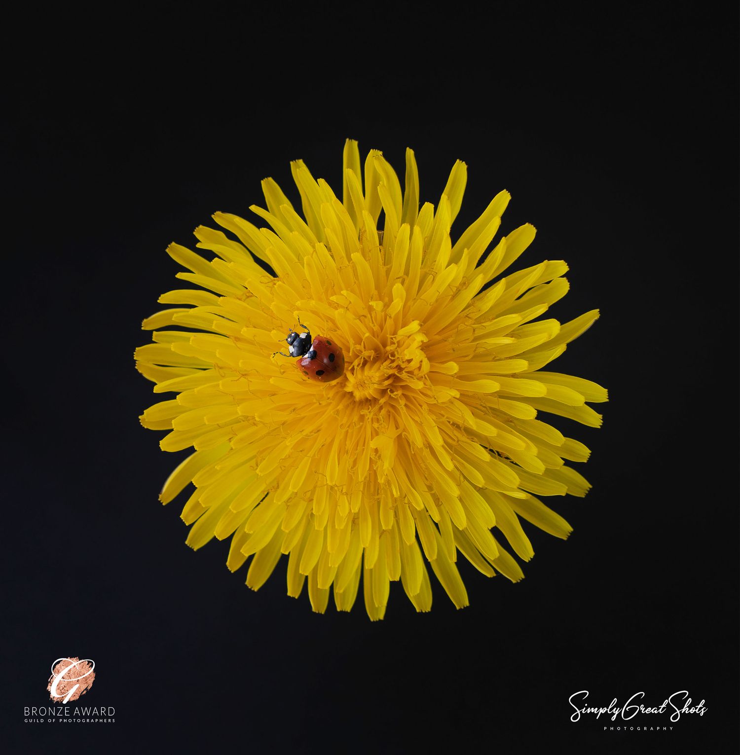 A ladybird on a dandelion flower head
