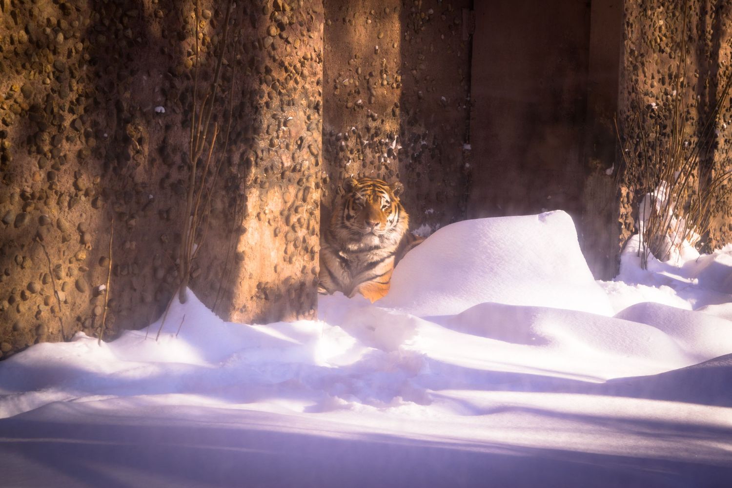 A cat peers through snow drifts in front of a weathered wooden surface.