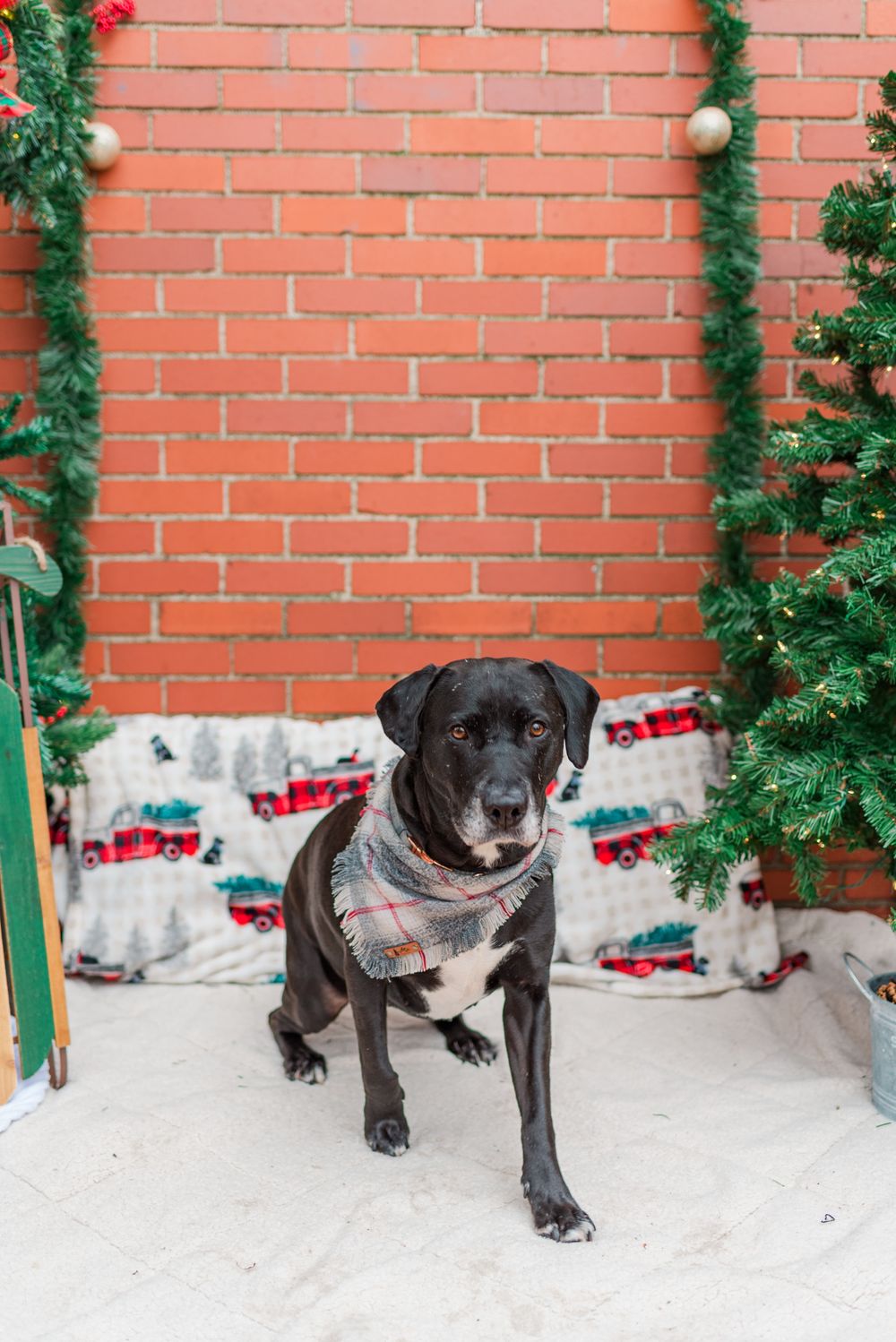 Dog sitting in front of holiday Christmas shoot with surprise proposal in Pittsburgh, Pennsylvania
