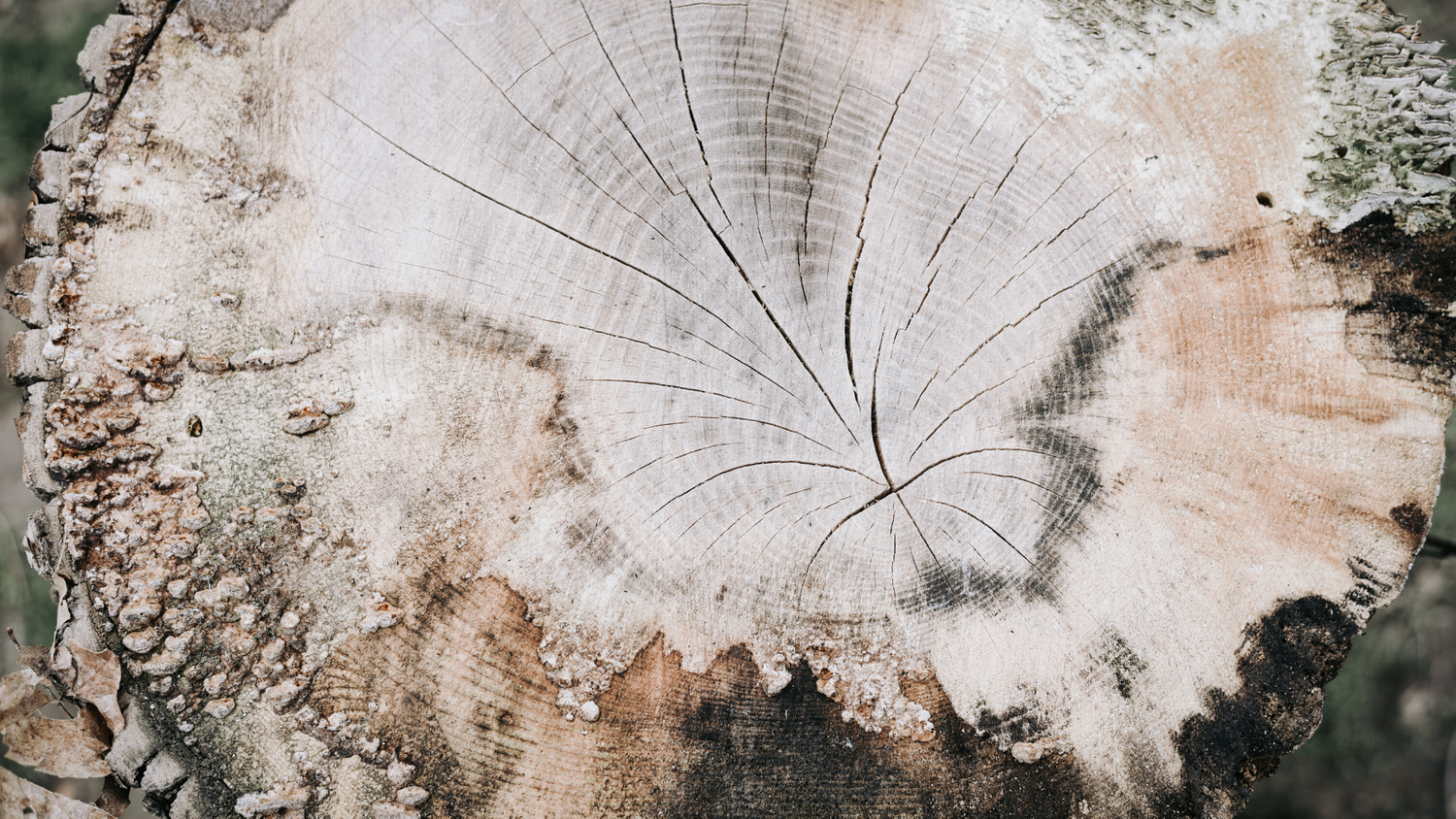Hyde&Co Tree Stump