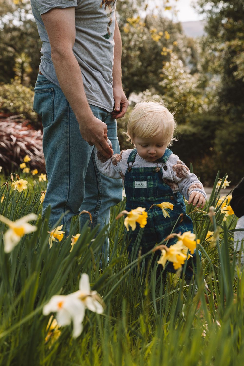 A toddler in overalls explores a field of daffodils while holding a parent's hand.