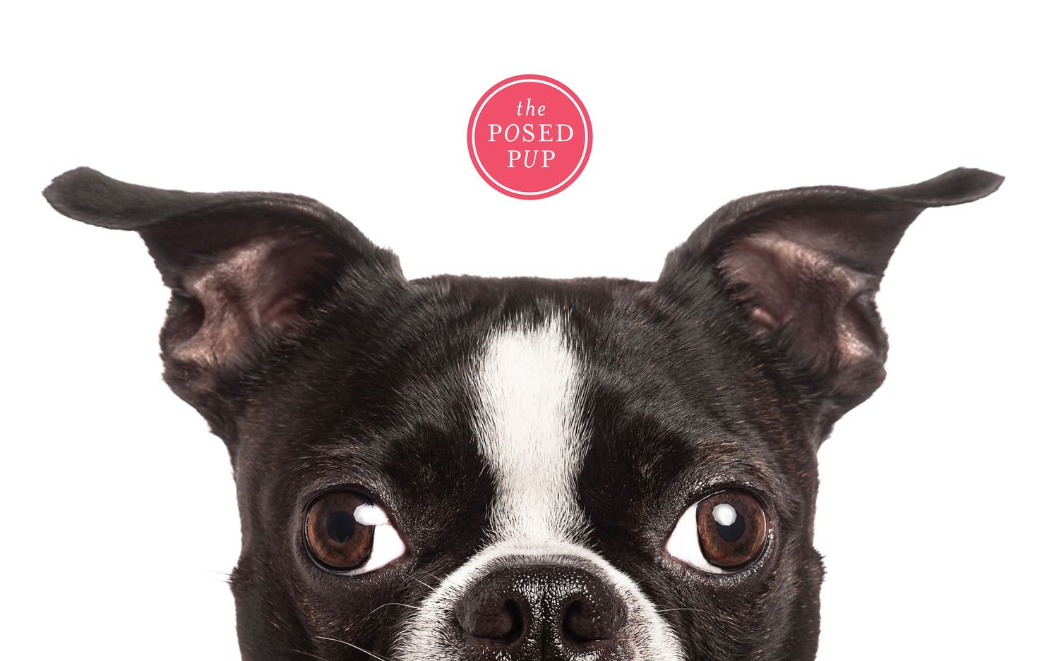 Close-up of Boston Terrier's face with large dark eyes against white background.