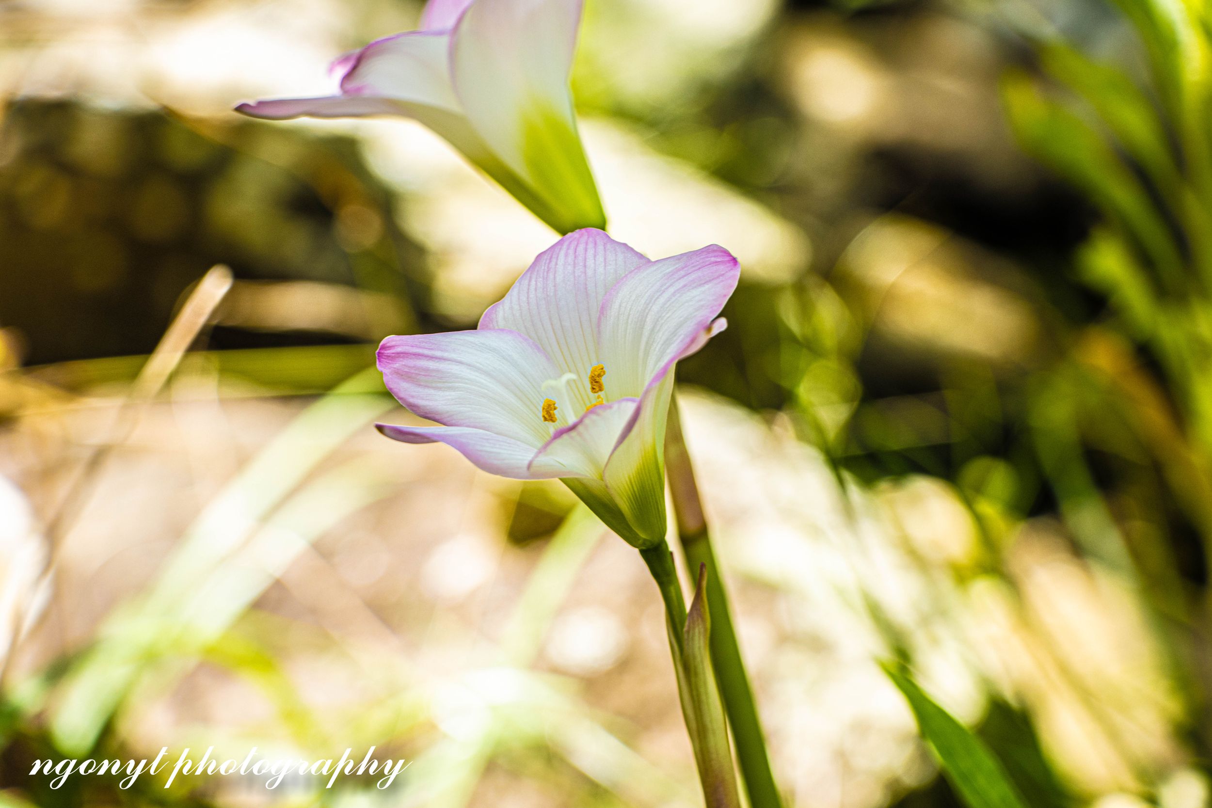 A delicate white and pink flower blooms in soft natural lighting.