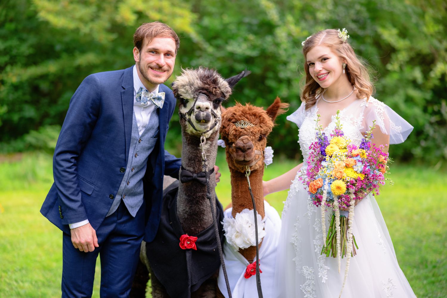 Wedding Portrait of Young Bride and Groom with Alpacas During Wedding at Sugar Lake Lodge in Painesville, Ohio