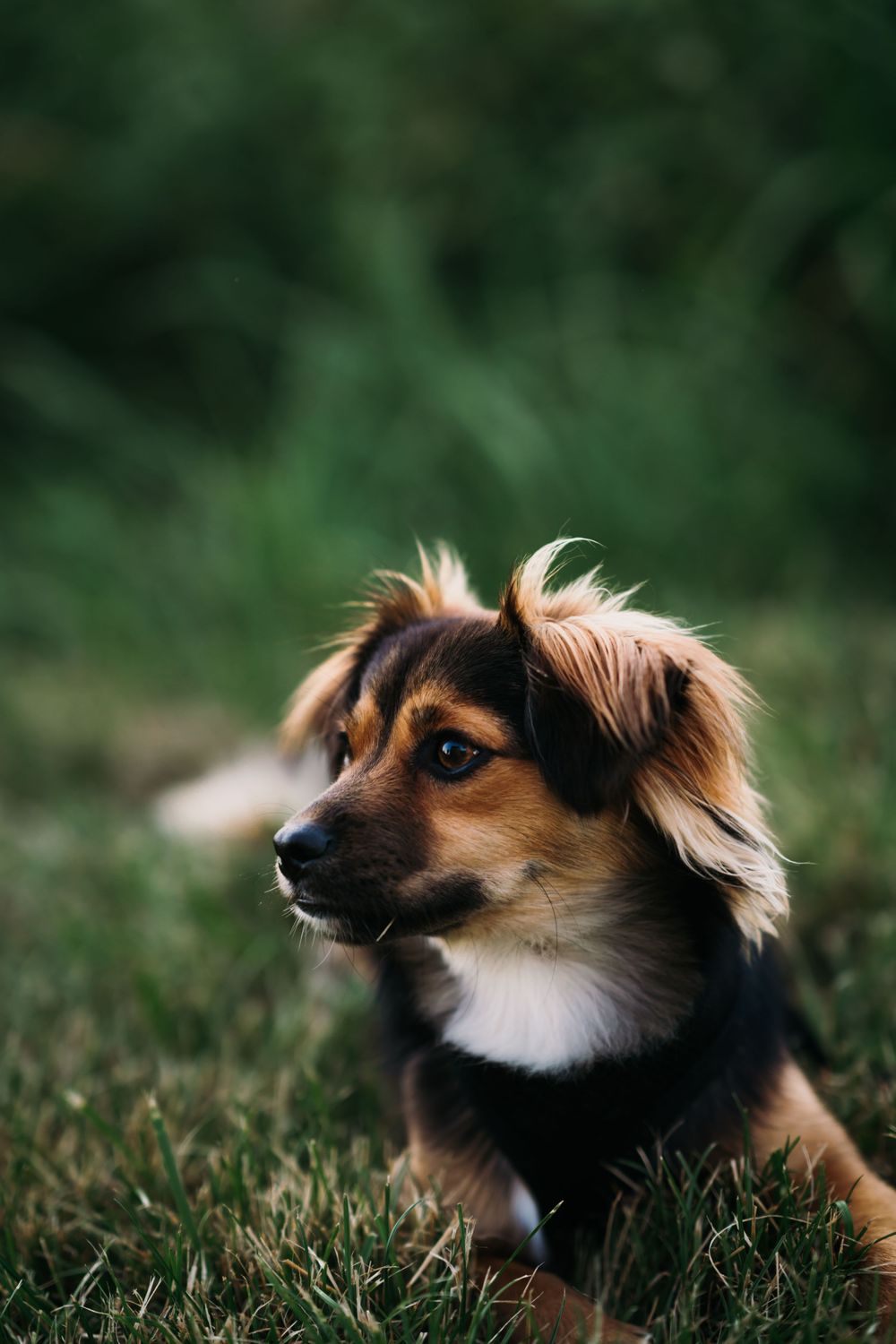 Cat & Dog Photographer Cincinnati Pet Photos near me Puppy Photography Dayton