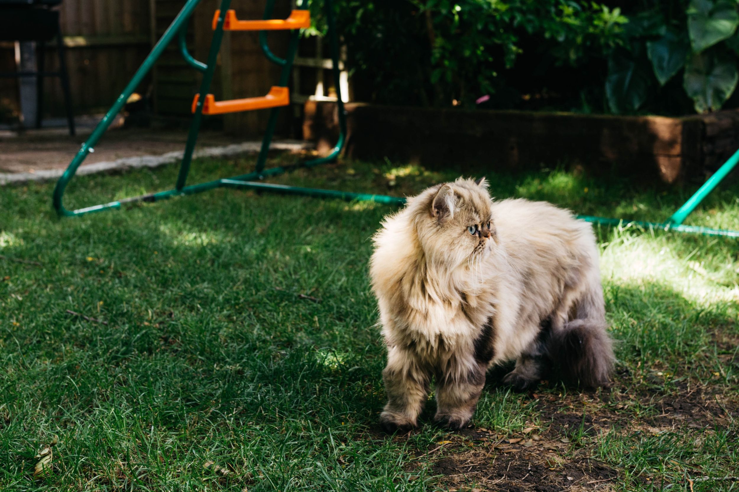 loughton family cat