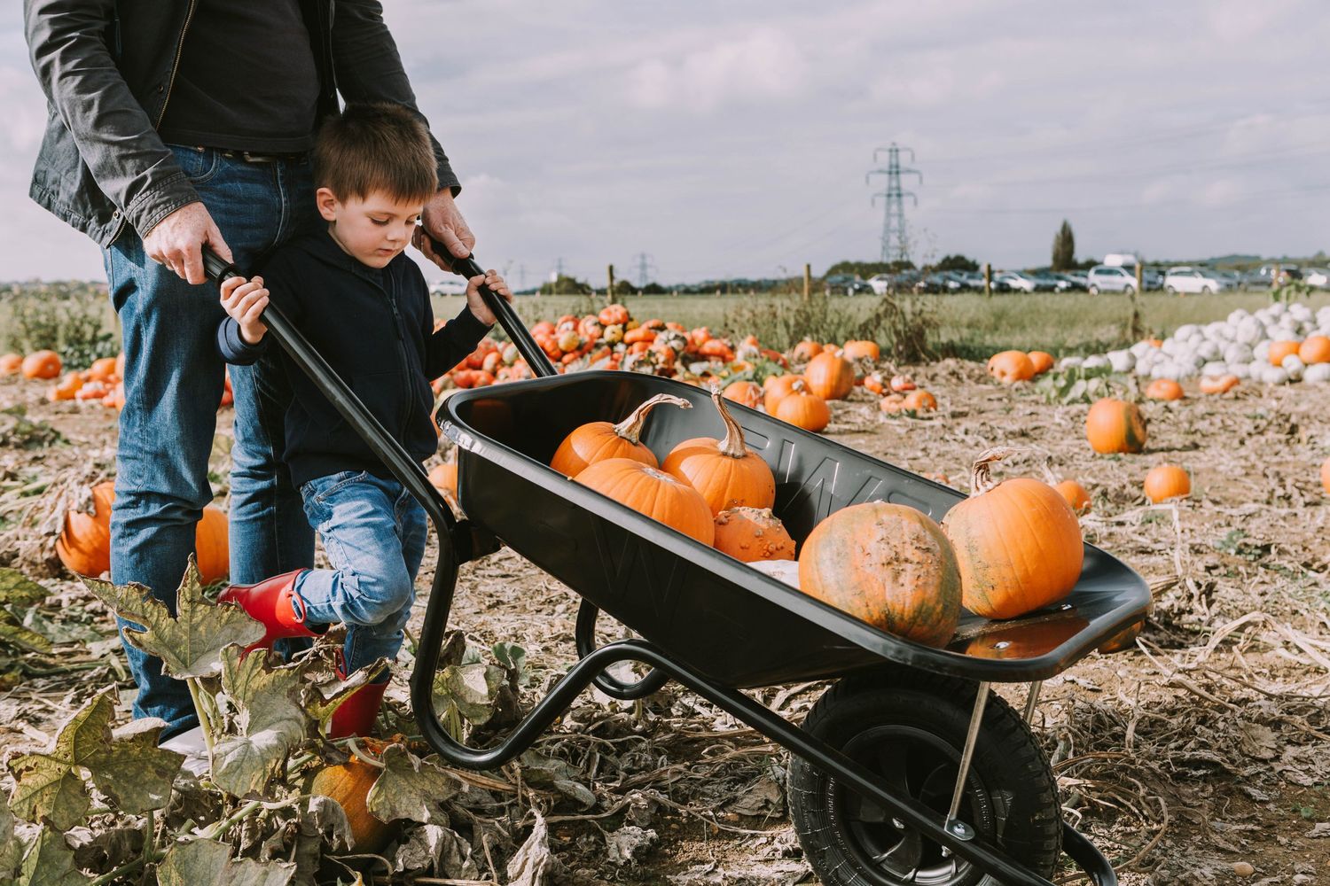 wheelbarrow pumpkin patch essex