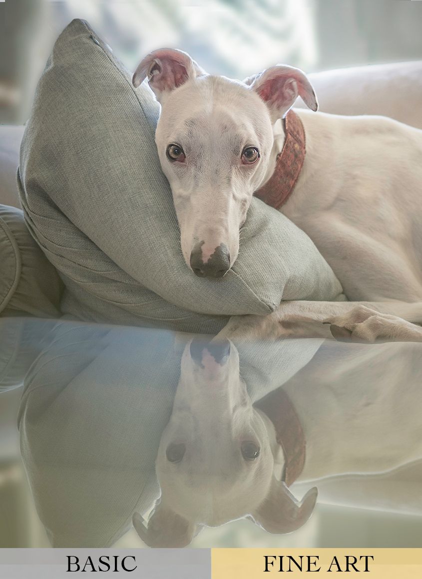 White Greyhound Dog on the Sofa by Zurich Photographer Leslie Argote