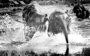 Young rescued elephants charge an play in rivers of northern Thailand