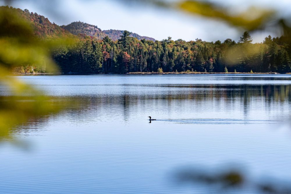 Loon in water floating