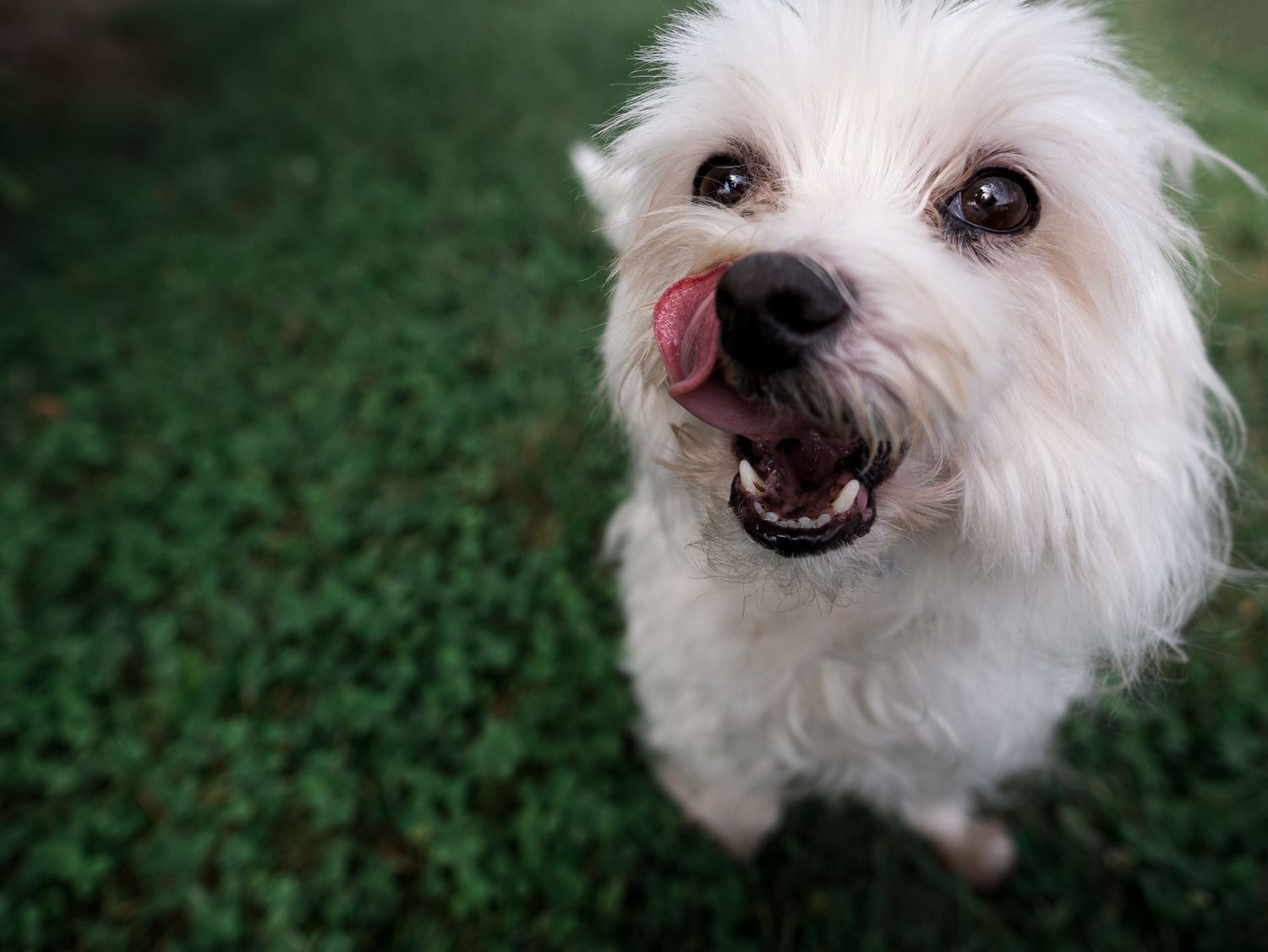Maltese Rescue dog Pet photography Cincinnati Puppy photos Dayton Ohio