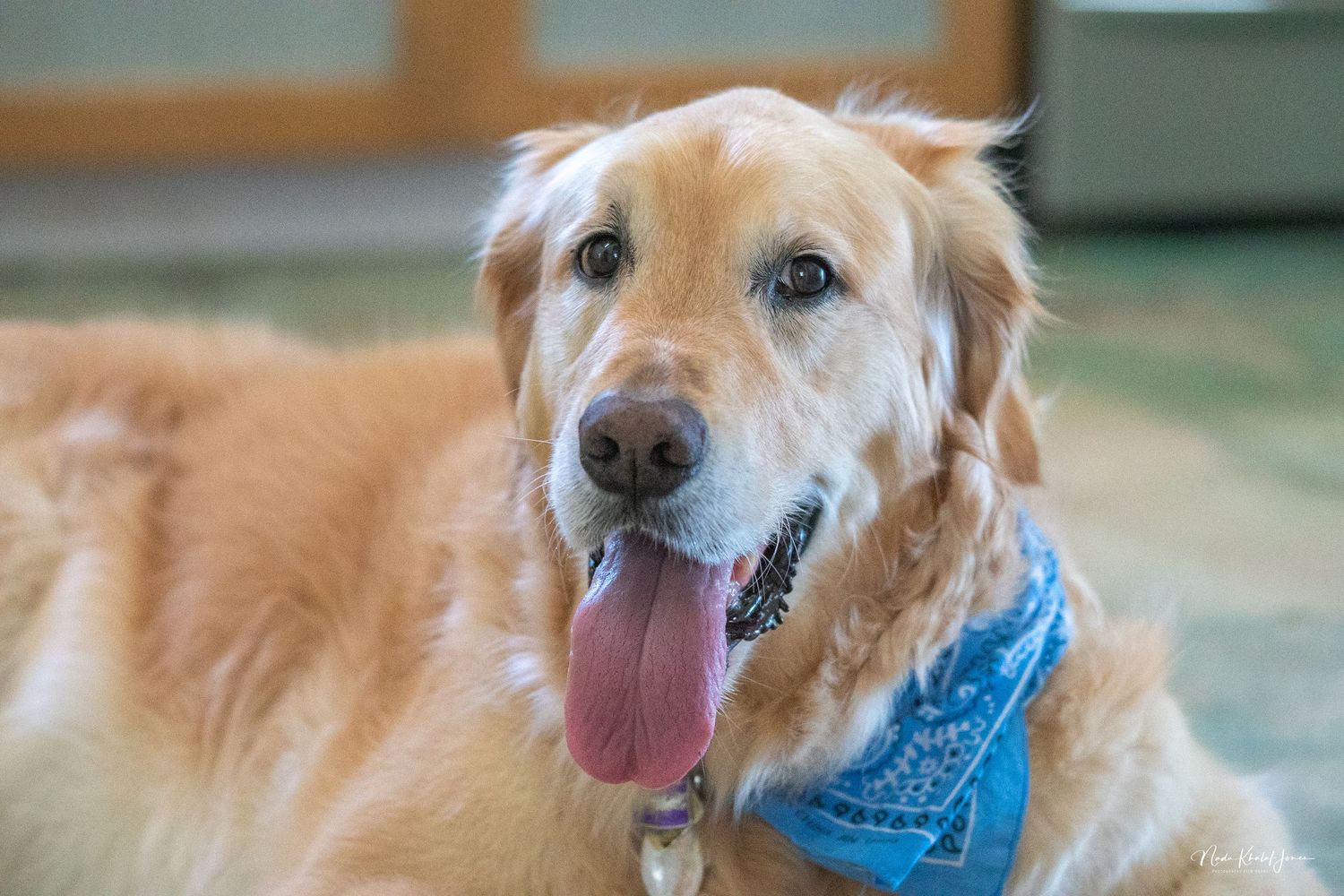 Close-up of happy golden retriever wearing blue bandana.