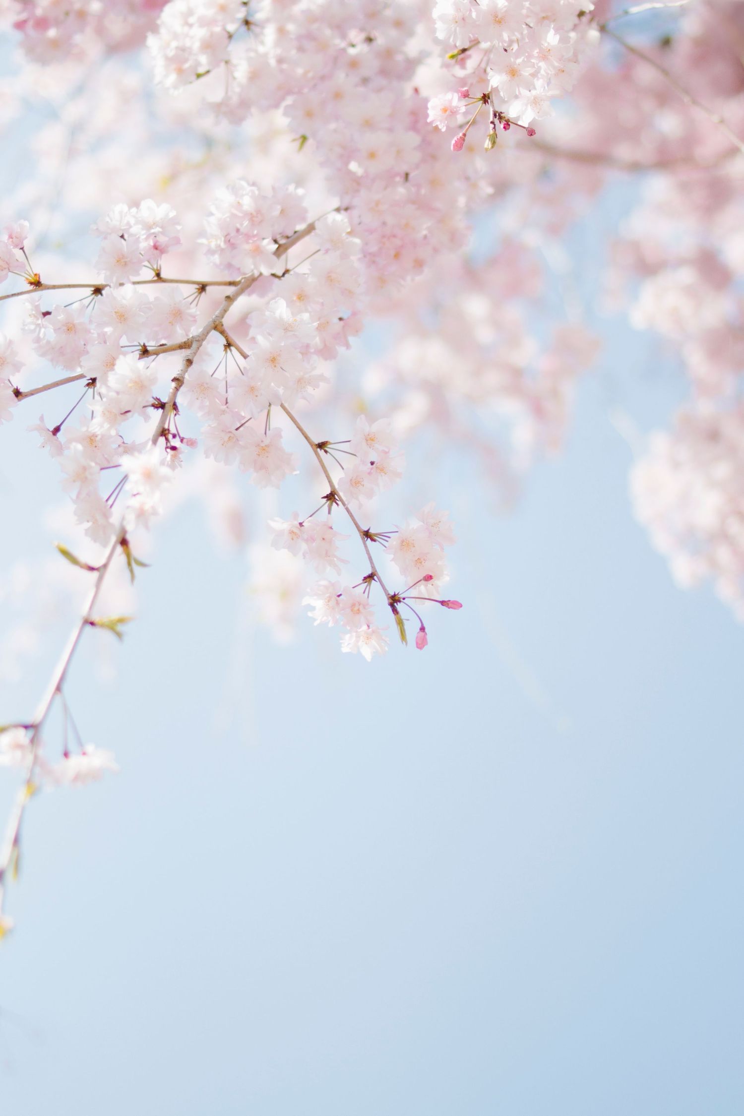 Cherry blossoms Photographer in Toronto high park
