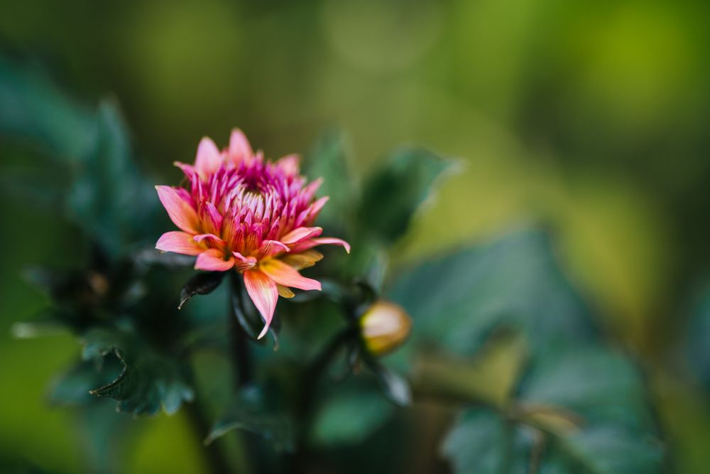 blooming pink flower