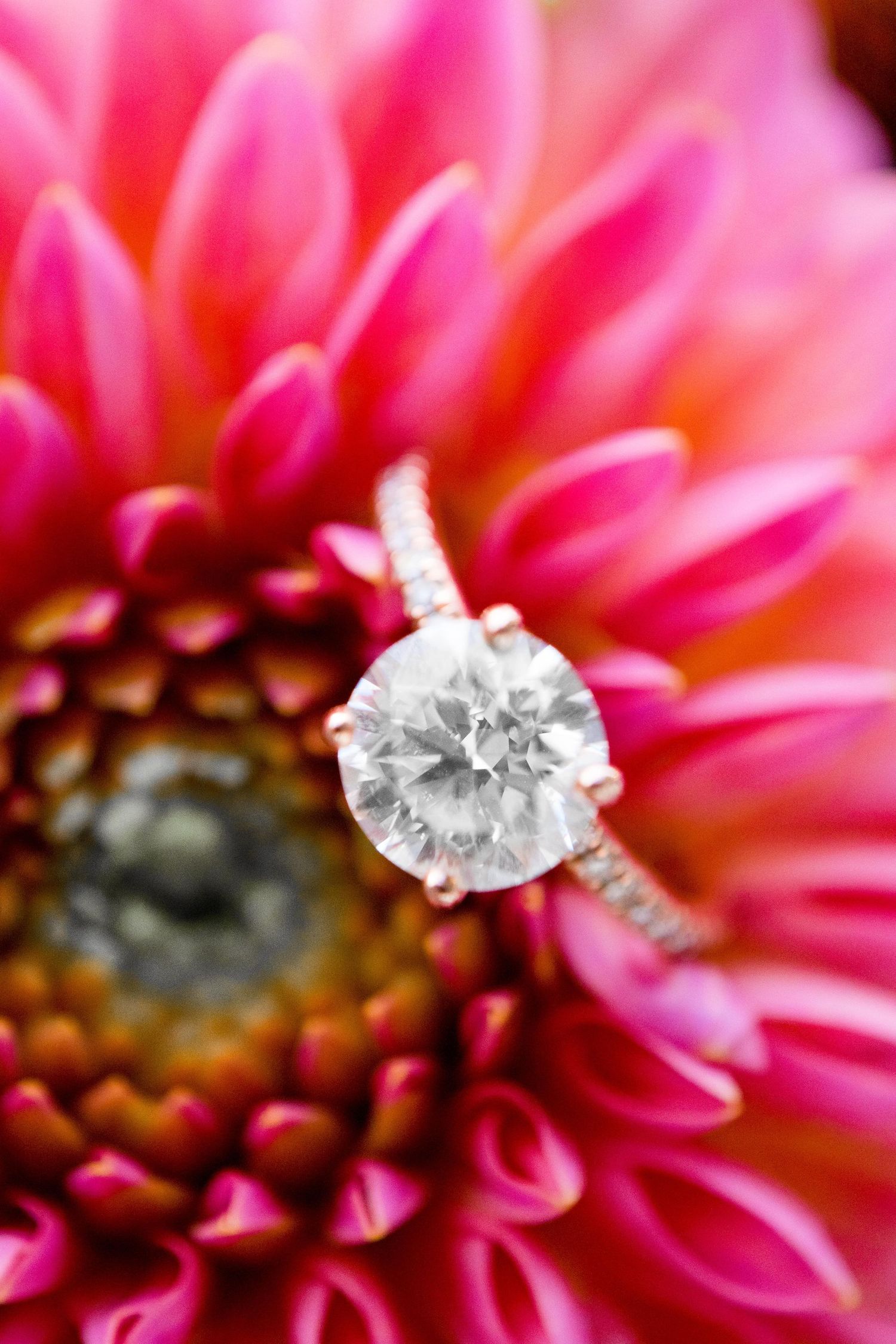 close up round diamond engagement ring in a hot pink dahlia