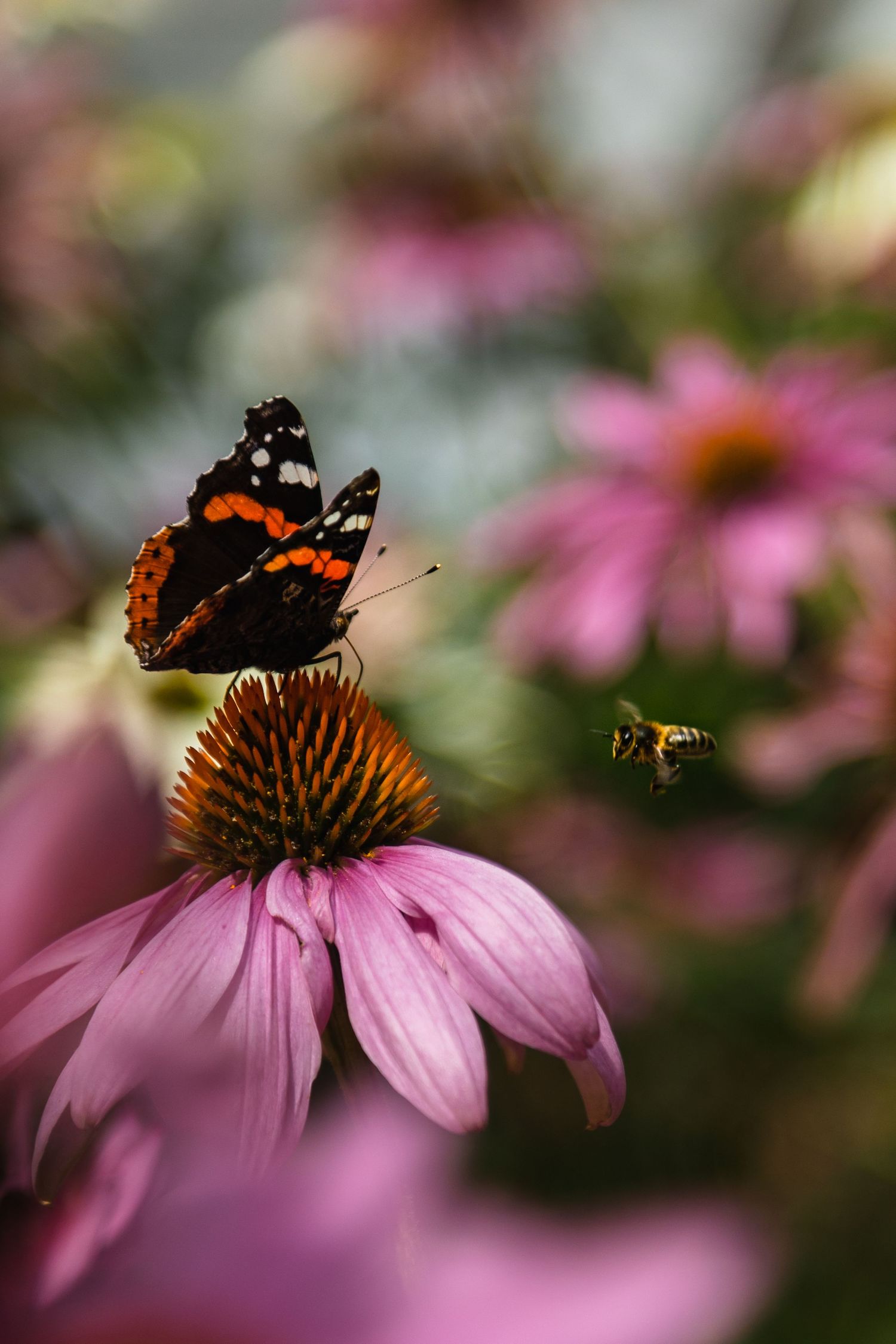 "Floats like a butterfly, stings like a bee" photograph by Jane Nicholson Photography.