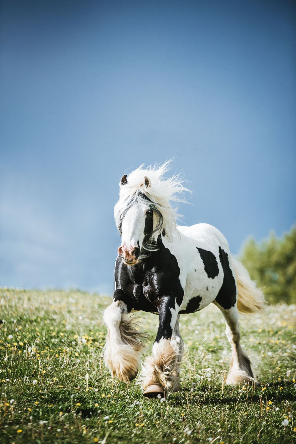 Irish cob hingst Kabelgården avel Skåne