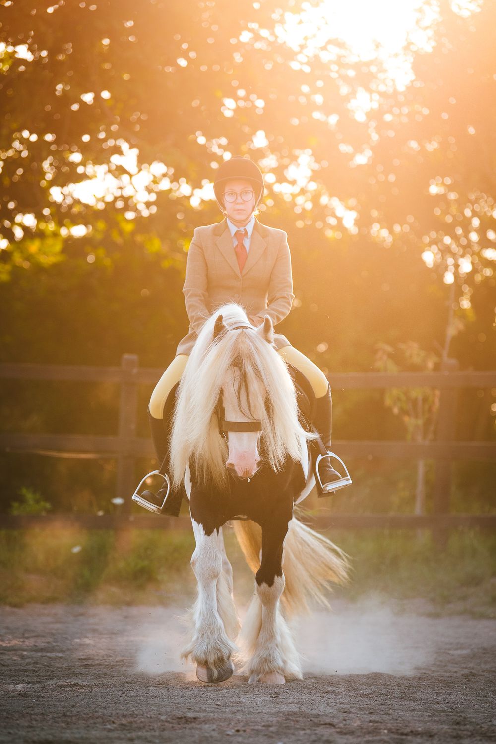 Irish cob dressyr hingst avel Kabelgården