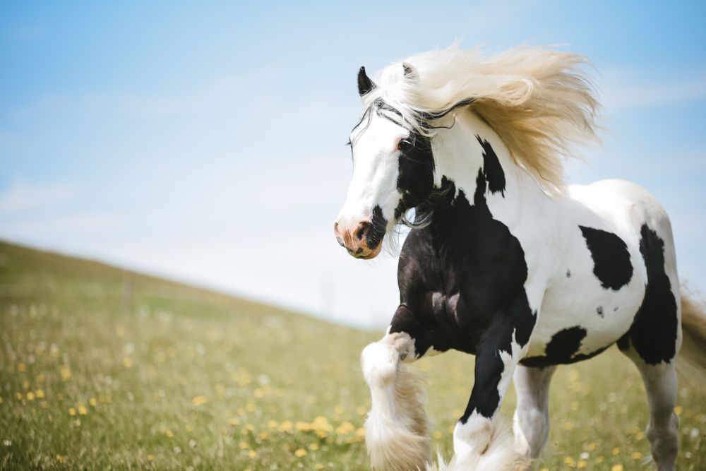 Vacker hingst skäck Irish cob Kabelgården