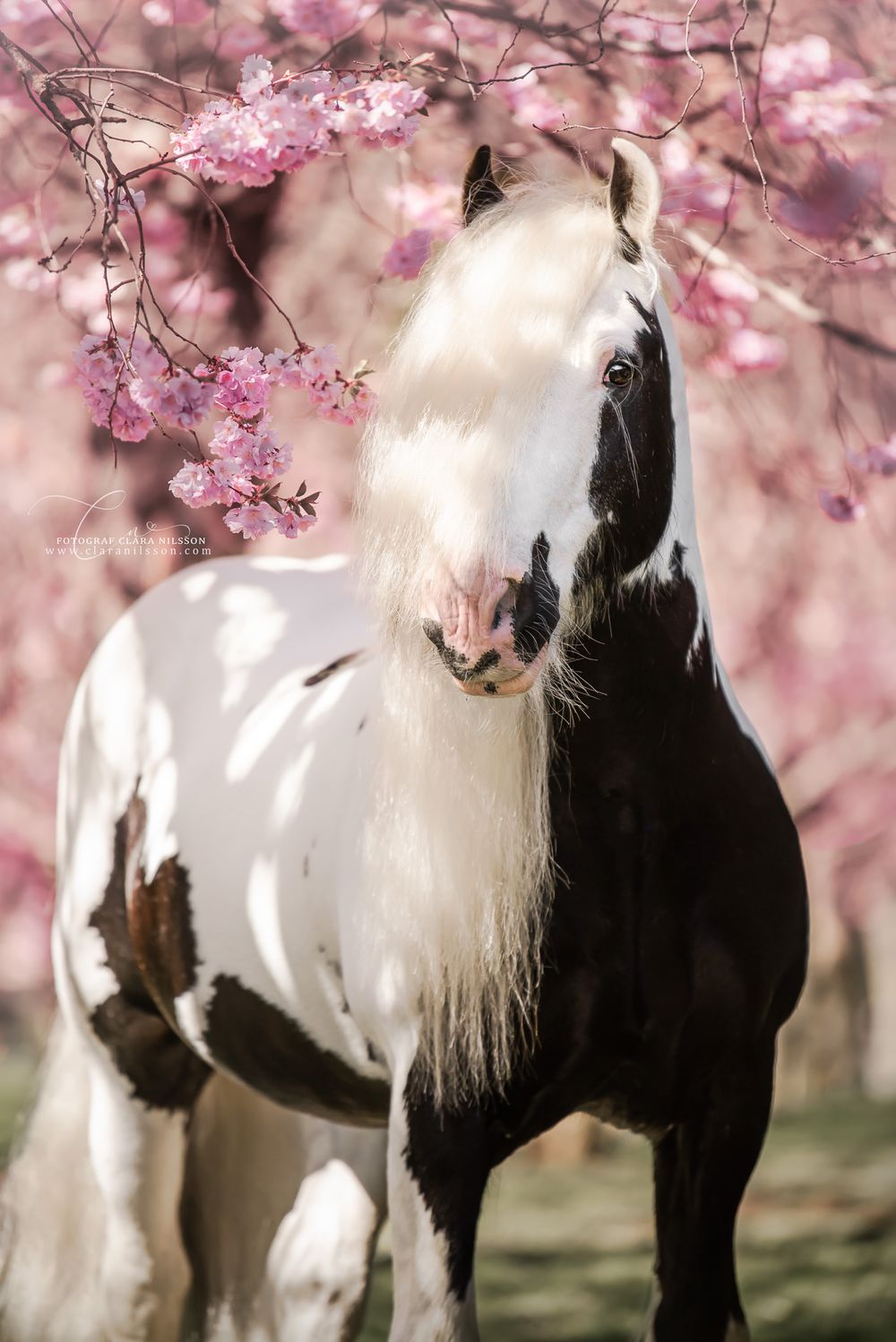 Irish cob hingst Kabelgården avel