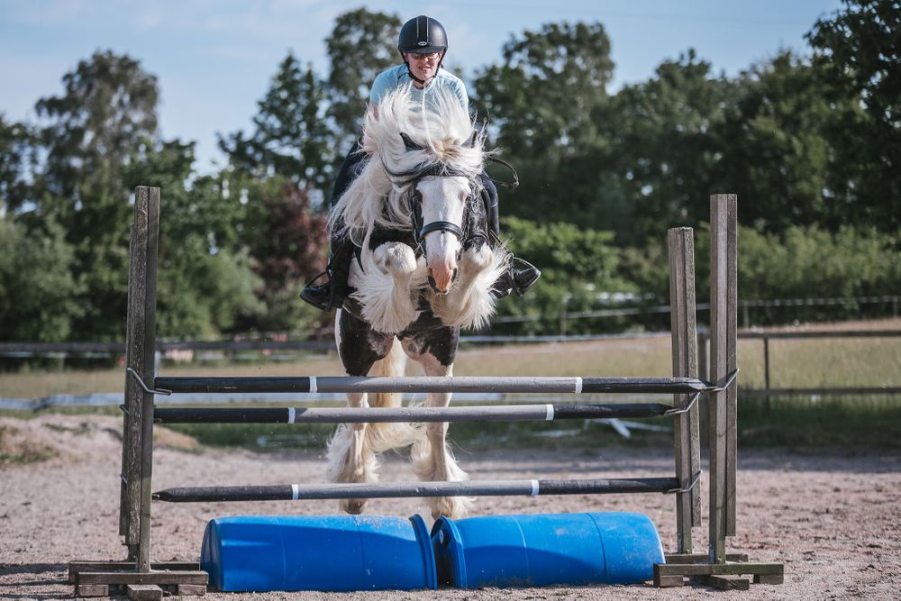 Irish cob hoppning hingst Kabelgården