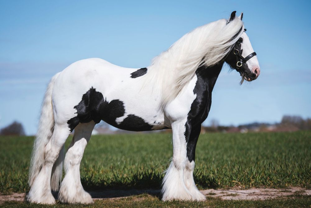 Shuffler irish cob hingst exteriör tinker Kabelgården