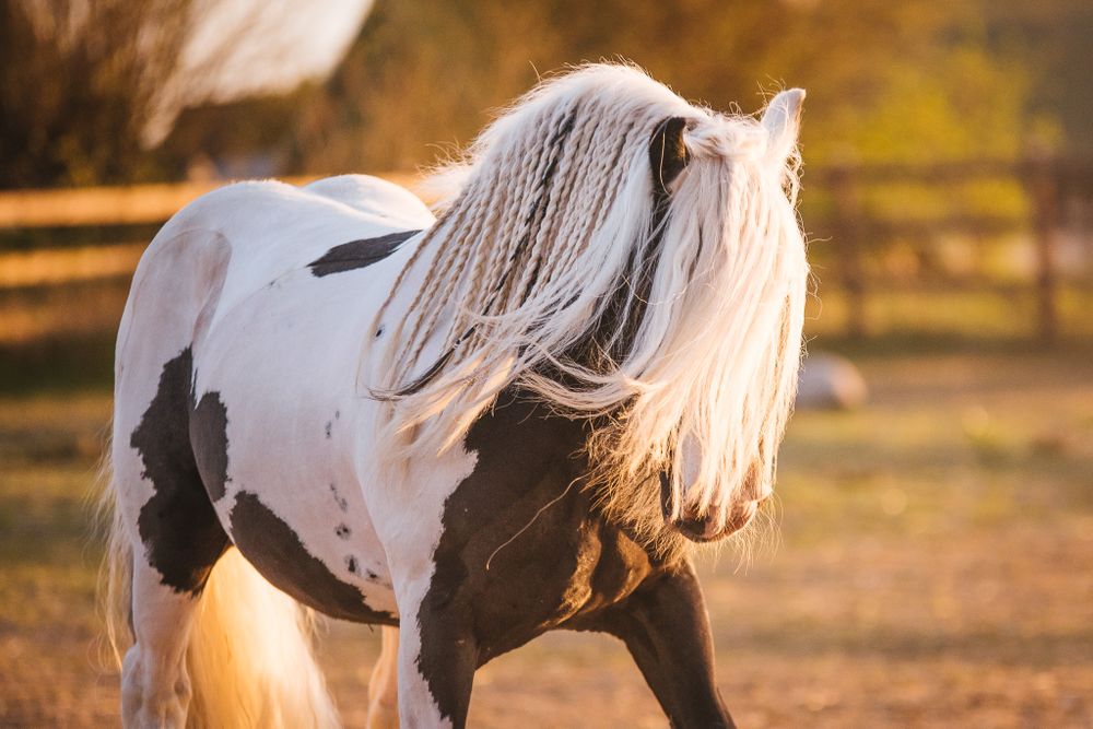 Hingst Skåne Irish cob Kabelgården avel