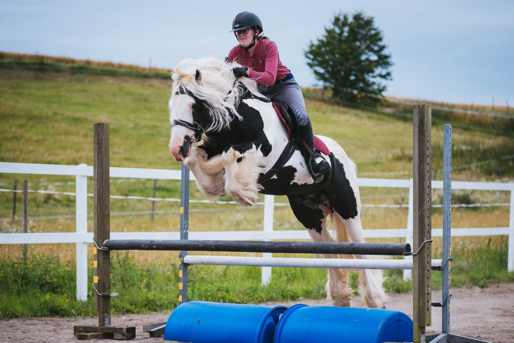 Hopning irish cob Kabelgården avel