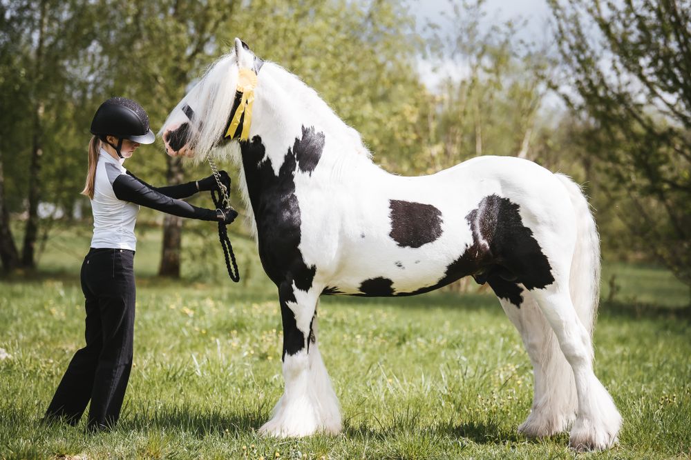 Irish cob Shuffler exteriör skäckhingst Kabelgården