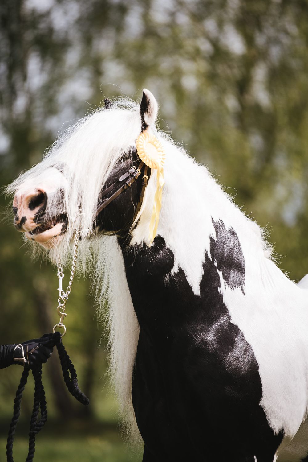 Utställning Irish cob hingst avel Kabelgården