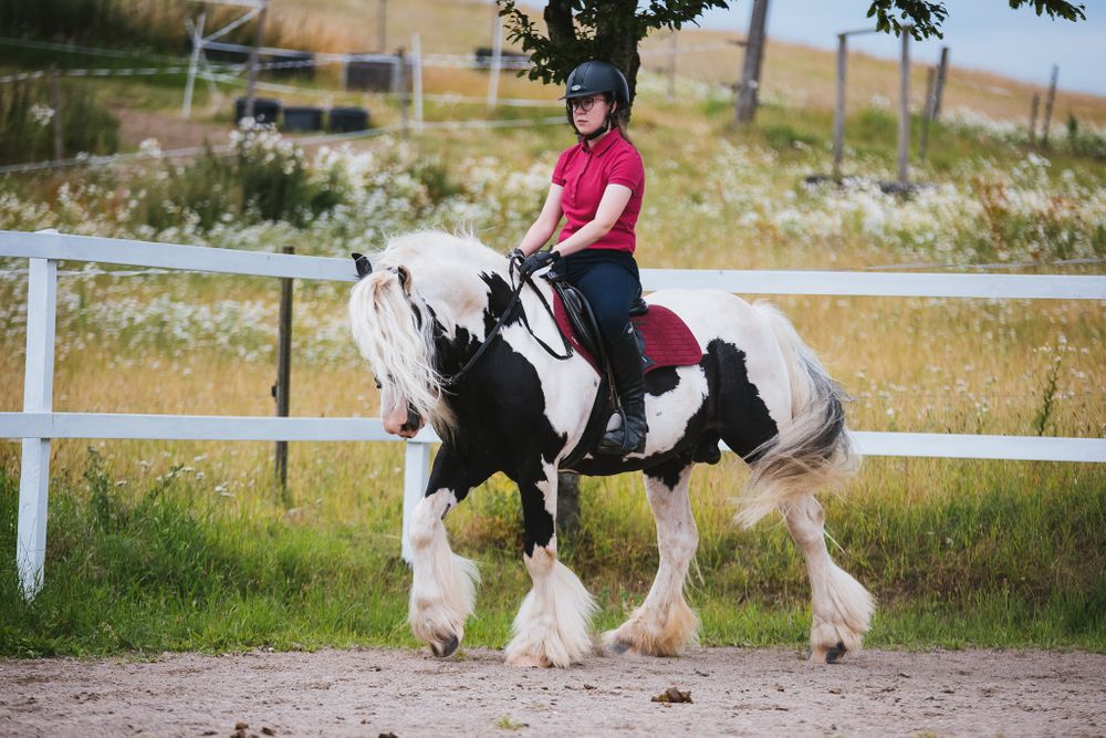 Dressyr hingst tinker irish cob Kabelgården