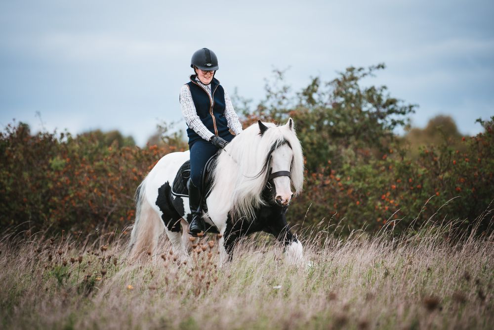 Irish cob hingst dressyr Kabelgården