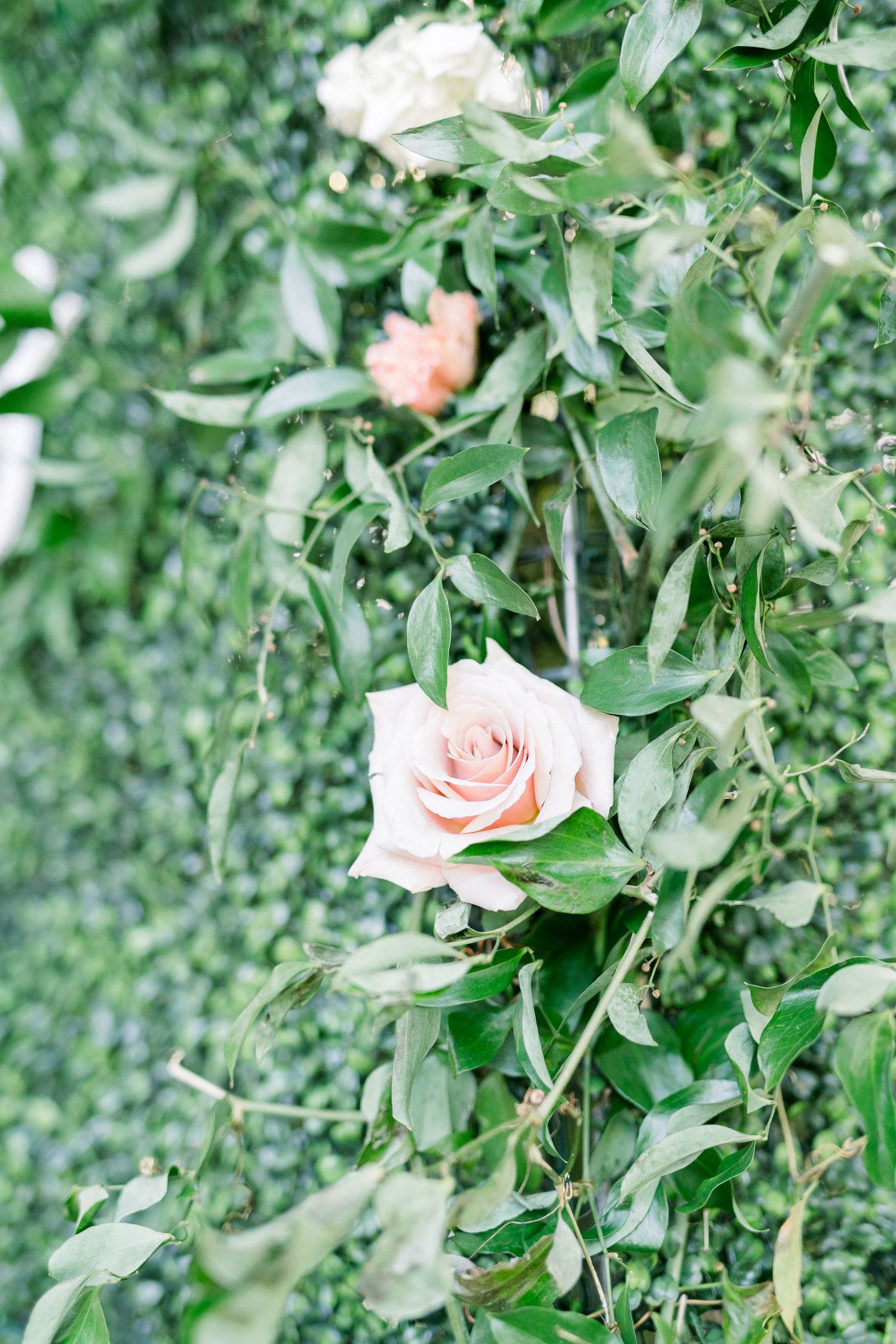 Vineyard photos with white willow events at Prairie Moon Winery wedding in Ames, Iowa