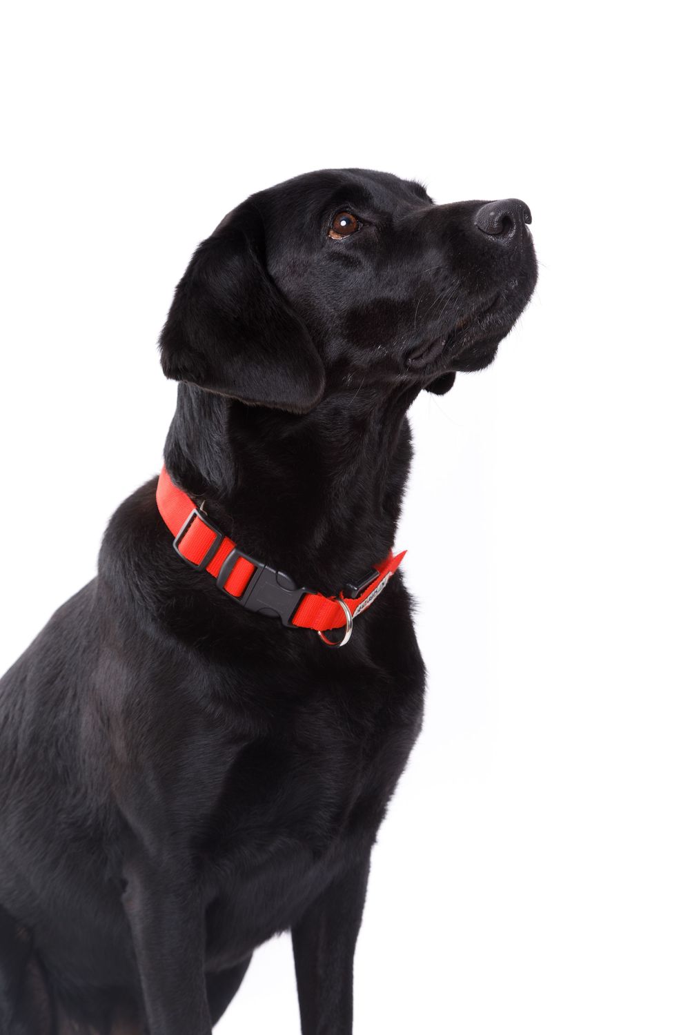 Black labrador dog photography in Berkshire, UK