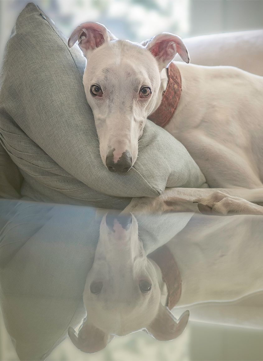 Greyhound dog sitting on sofa with reflection of image in the coffee table by Zurich Photographer Leslie Argote