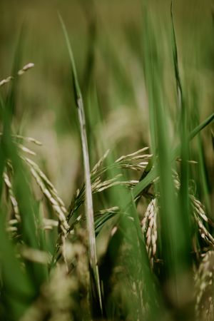 Rice Paddy Bali
