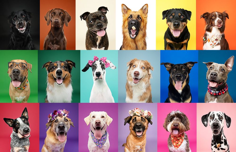Grid of colorful dog portraits showing various breeds with different expressions.